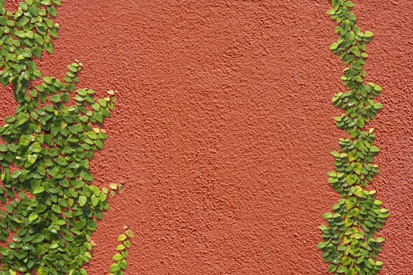 Ficus pumila klimmen op rode muur — Stockfoto