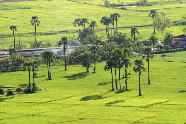 Grünes Reisfeld mit Palmyra-Palme in Chiang Mai — Stockfoto