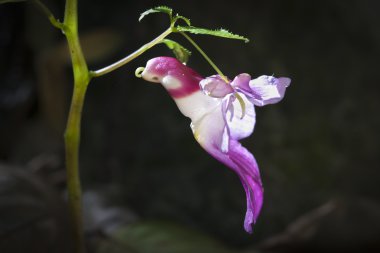 papağan çiçek veya Impatiens psittacina ,