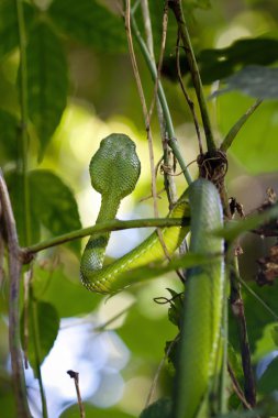 Green pit viper in jungle clipart
