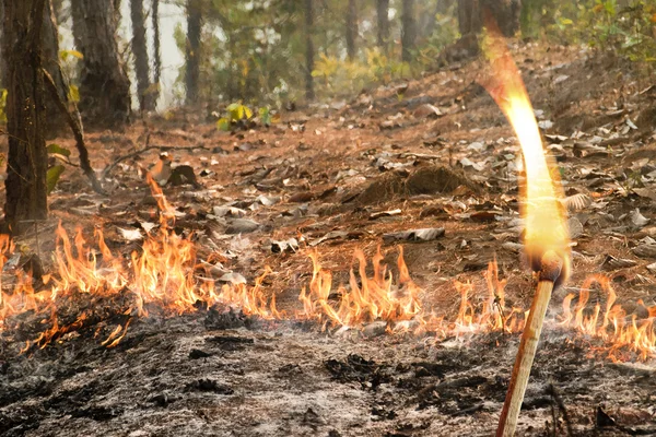 フォレストでは、タイの森林火災 — ストック写真
