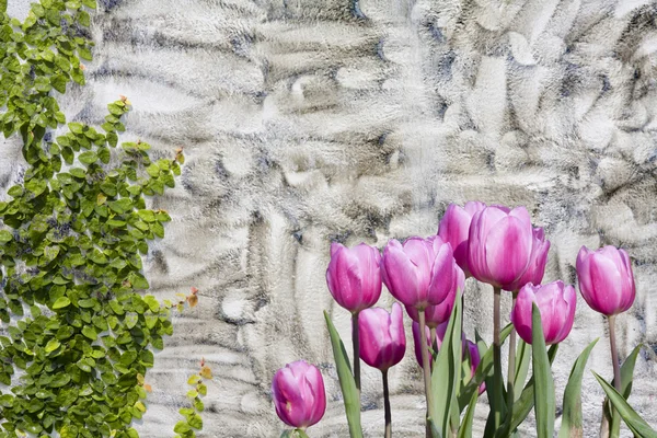 Tulipanes y escalada Ficus pumila en pared de hormigón rayado —  Fotos de Stock