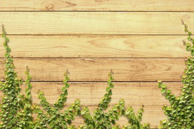 ahşap duvar tırmanma ficus pumila