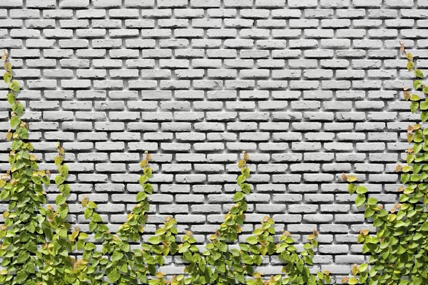 Climbing Ficus pumila on brick wall — Stock Photo, Image