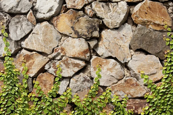 Сходження Ficus pumila на кам'яну стіну — стокове фото