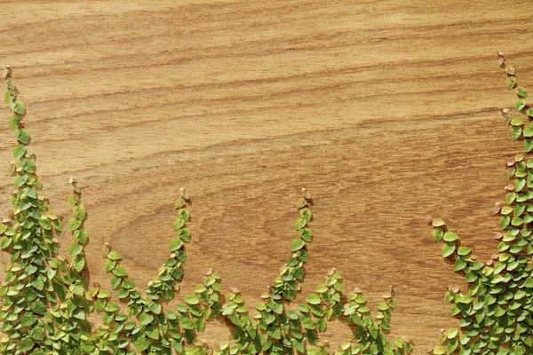 Ficus pumila lezení na Teakové dřevo zeď — Stock fotografie