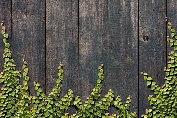 Ficus pumila auf Holzwand klettern — Stockfoto