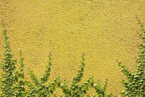 Climbing Ficus pumila on yellow wall — Stock Photo, Image