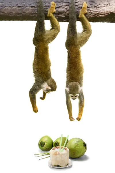 Mono ardilla colgando por encima de coco . —  Fotos de Stock