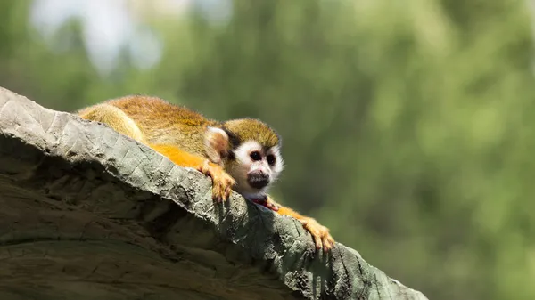 Małpa wiewiórki na dachu klatki, szeroki ekran — Zdjęcie stockowe