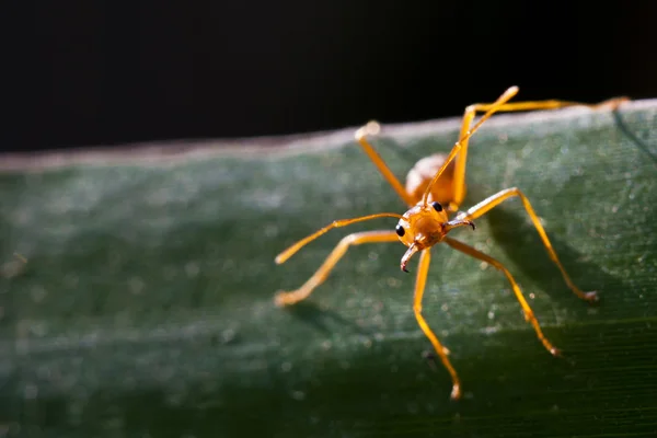 Red ant on leaf — Stock Photo, Image