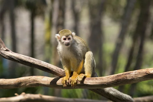Małpa wiewiórki na drewno — Zdjęcie stockowe