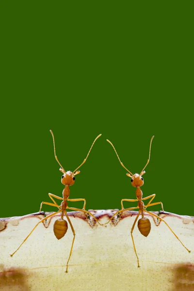 Formigas no fundo verde — Fotografia de Stock