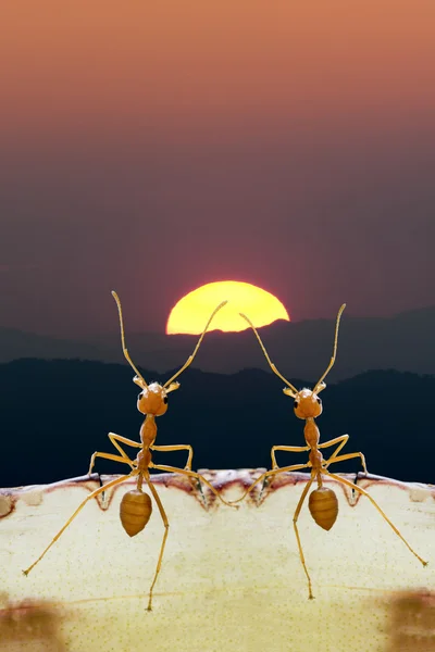 Ants on sunset in hopefully of life — Stock Photo, Image