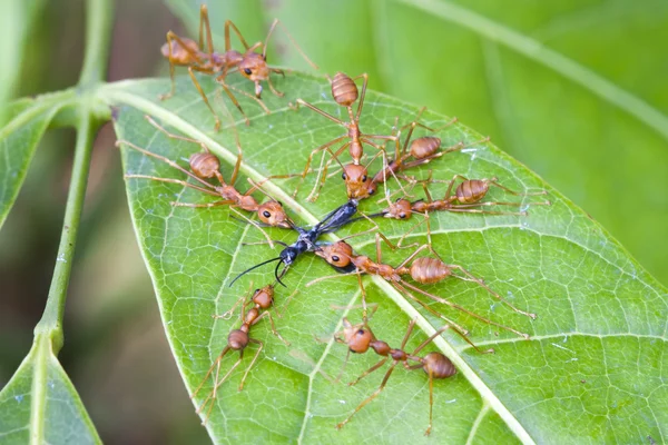 Red ants attacking a insect on leaf — Stock Photo, Image