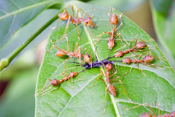 Red ants attacking a insect on leaf — Stock Photo, Image
