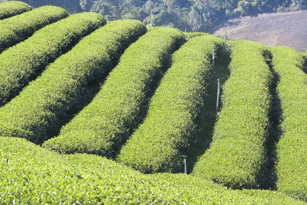 Čaj zahradní — Stock fotografie