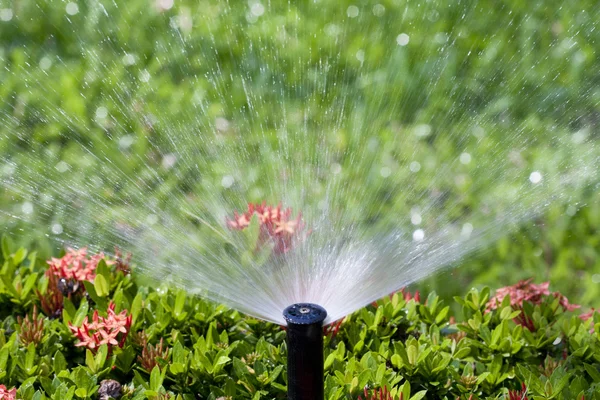 Testa irrigatore innaffiare il cespuglio e l'erba Foto Stock