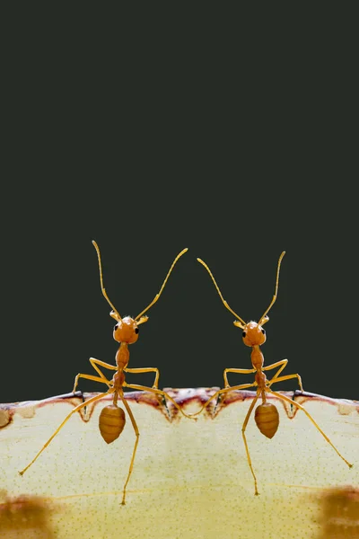 Ants on dark background — Stock Photo, Image