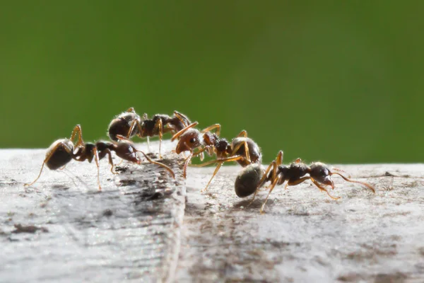 Ant in nature — Stock Photo, Image
