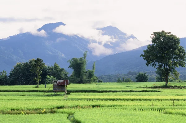 Groene rijst veld in naan provincie, thailand — Stockfoto