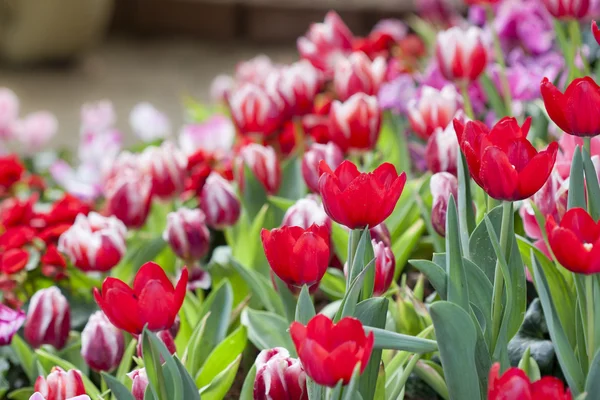 Piros tulipán a kertben — Stock Fotó