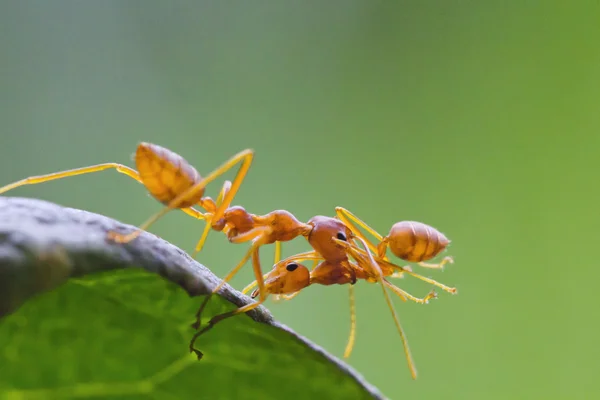 Big red ant intimidating the small — Stock Photo, Image