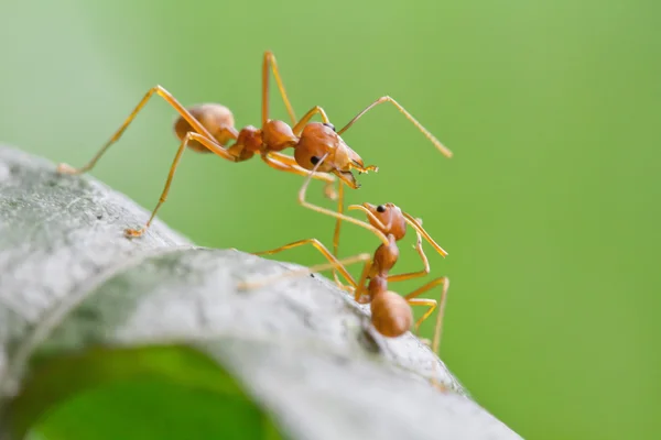 Big red ant intimidating the small — Stock Photo, Image