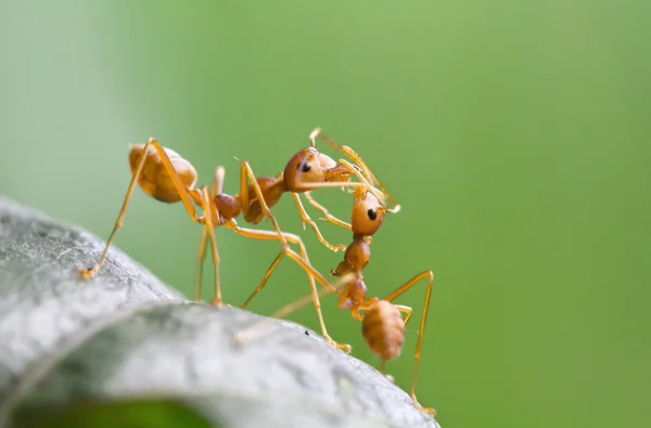 Red ants — Stock Photo, Image