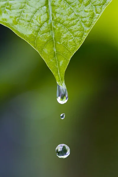 Gotas de água em dia chuvoso — Fotografia de Stock