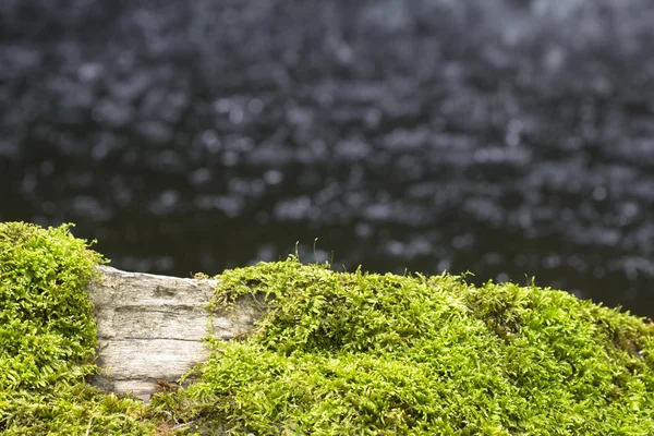 Moos in Bachnähe — Stockfoto