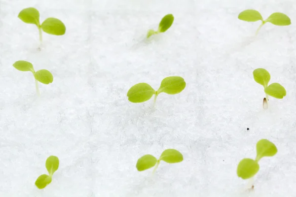 Hydroponic Plantaardige sprout — Stockfoto