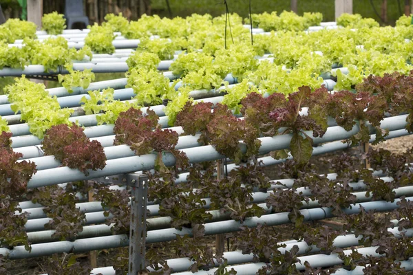 Hydroponik im Gemüseanbau — Stockfoto