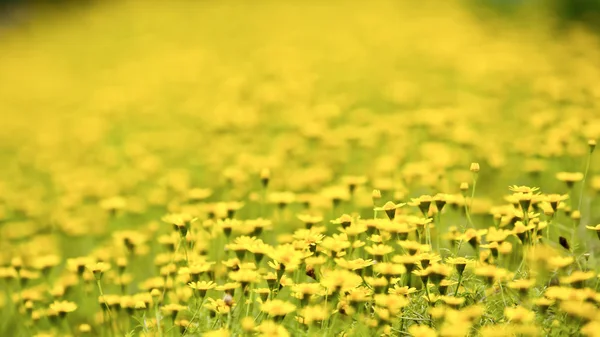 Kwiaty żółte pola — Zdjęcie stockowe