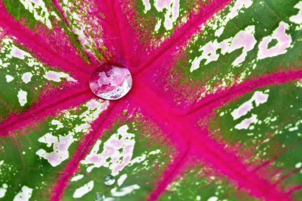 Waterdruppel op caladium bicolor blad — Stockfoto