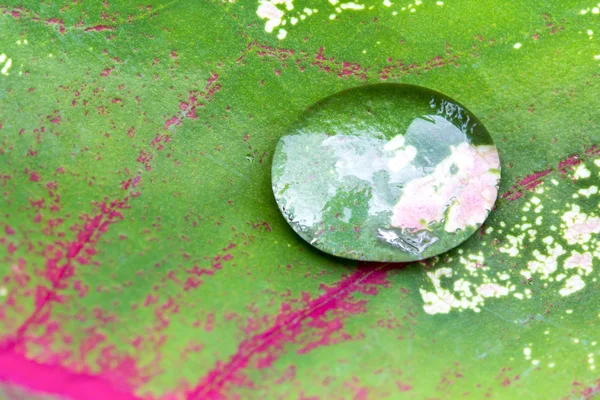 Kropli wody na Kaladium bicolor liść — Zdjęcie stockowe