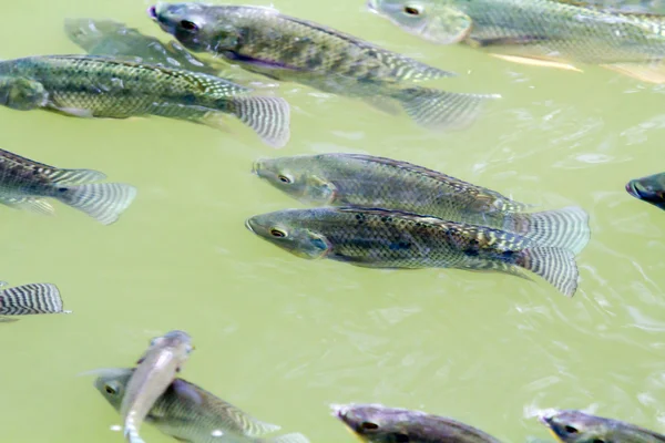 Tilapia Peixes na fazenda — Fotografia de Stock