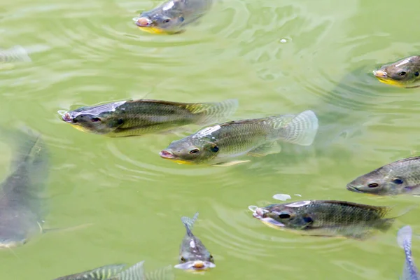 Tilapia balık çiftliğinde — Stok fotoğraf