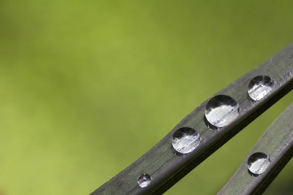 Water druppels op zwarte rijst blad — Stockfoto