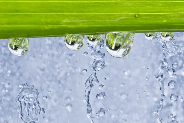 Gocce d'acqua su foglia verde — Foto Stock