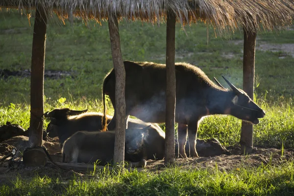 Búfalo tailandés en cobertizo con humo para proteger insectos molestar . — Foto de Stock