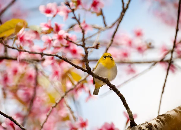 Uccello occhio bianco orientale — Foto Stock