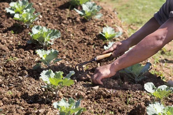 Lavoratore tirare fuori le erbacce in orto — Foto Stock
