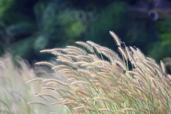 Grass flowers in the wind — Stock Photo, Image