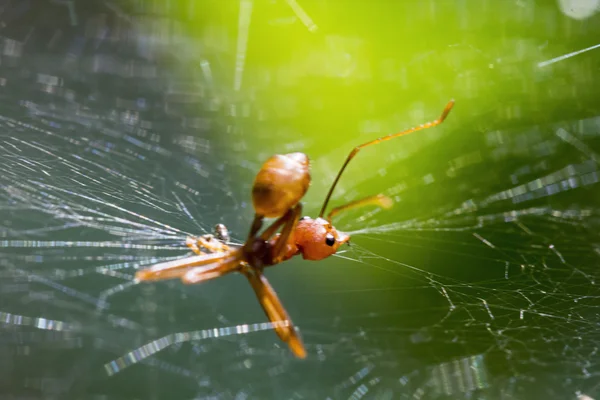 Ant stuck in spider web — Stock Photo, Image