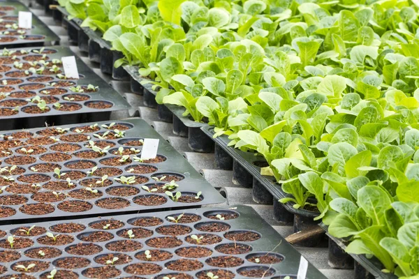 Mudas de produtos hortícolas — Fotografia de Stock