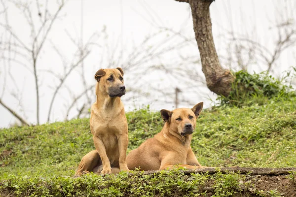 Dos perros en la granja — Foto de Stock