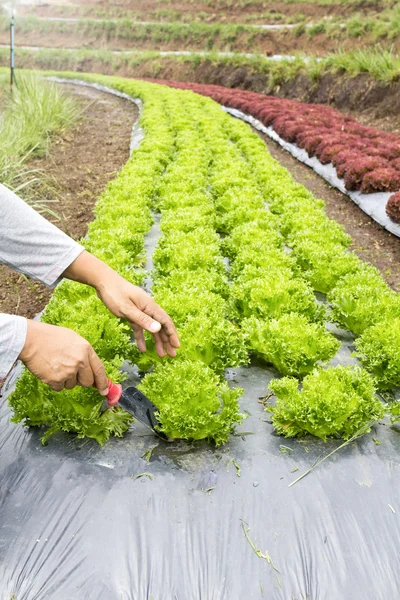 Huerto vegetal — Foto de Stock