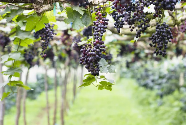 Druvor med gröna blad i gården — Stockfoto