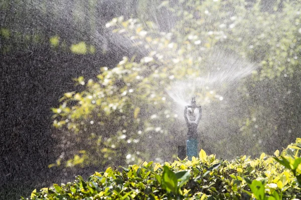 Sprinklerkopf gießt den Strauch im Garten — Stockfoto